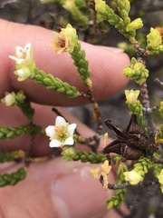 Diosma guthriei