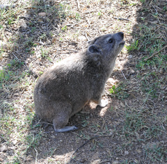 Procavia capensis johnstoni