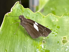 Notocrypta waigensis