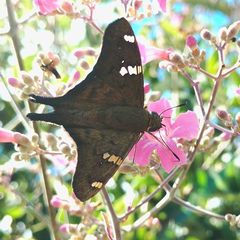 Ectomis octomaculata