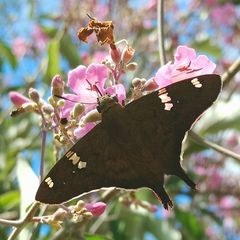 Ectomis octomaculata