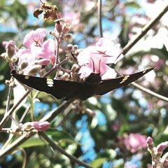 Ectomis octomaculata