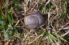 Epiphragmophora puntana