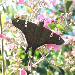 Ectomis octomaculata