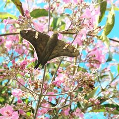 Ectomis octomaculata