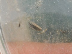 Cicadellidae