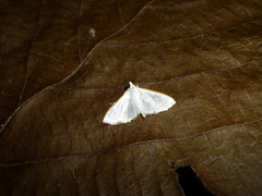 Palpita vitrealis