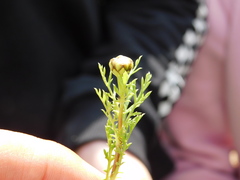 Glebionis coronaria