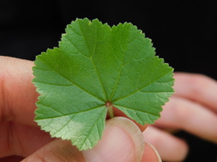 Malva multiflora