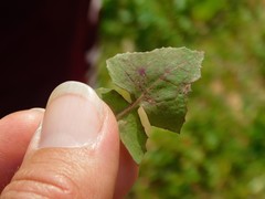 Sonchus oleraceus