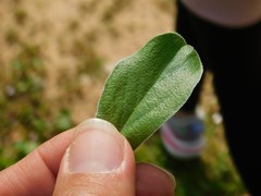 Anthyllis circinnata