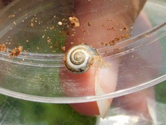 Monacha syriaca