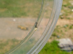 Messor ebeninus