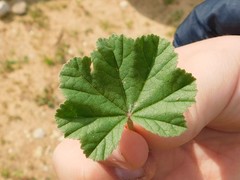 Malva multiflora