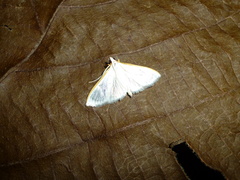 Palpita vitrealis