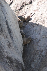 Procavia capensis johnstoni