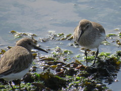 Calidris alpina
