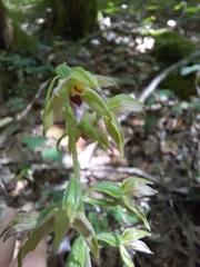 Epipactis leptochila