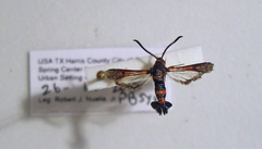 Synanthedon sapygaeformis