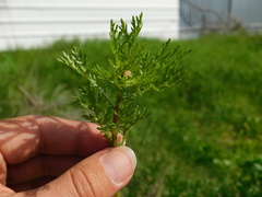Glebionis coronaria