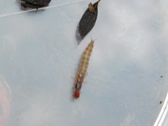 Staphylinidae