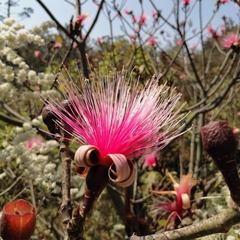 Pseudobombax ellipticum