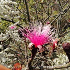 Pseudobombax ellipticum