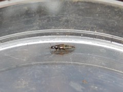 Staphylinidae