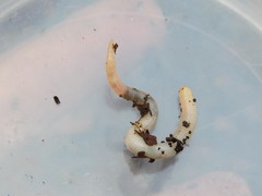 Lumbricidae