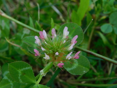 Trifolium spumosum