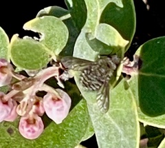 Conophorus fenestratus