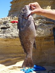 Umbrina ronchus