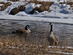 Branta canadensis