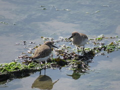 Calidris alpina