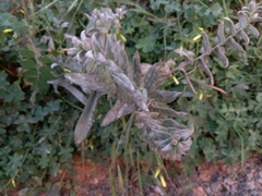 Nonea vesicaria