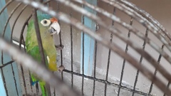 Eupsittula canicularis