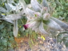 Nonea vesicaria