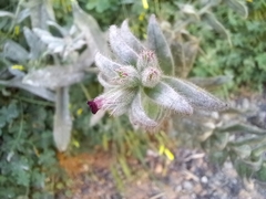 Nonea vesicaria