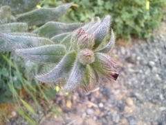Nonea vesicaria