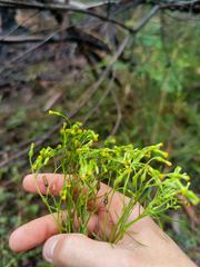 Senecio diaschides