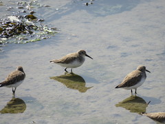 Calidris alpina