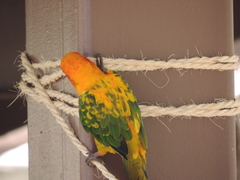 Aratinga