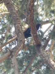 Corvus brachyrhynchos