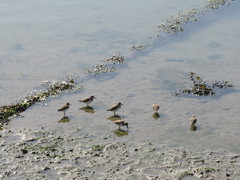 Calidris alpina
