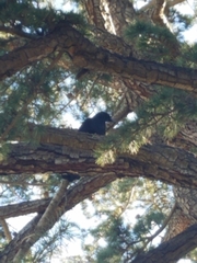 Corvus brachyrhynchos