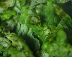 Cheilolejeunea clypeata