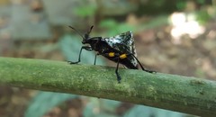 Cypherotylus borgmeieri