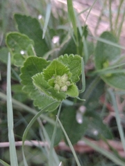 Chromolaena hirsuta