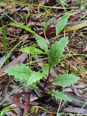 Arrhenechthites mixtus