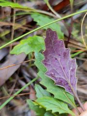 Arrhenechthites mixtus